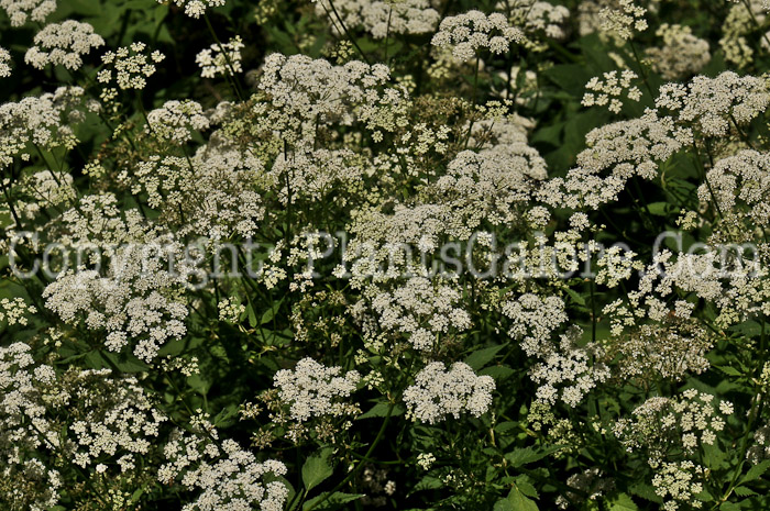 PGC-P-Conium-maculatum-aka-Poison-Hemlock-2-4