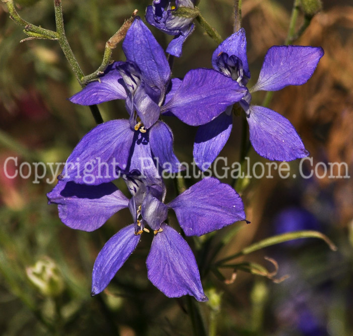 PGC-A-Consolida-orientalis-aka-Rocket-Larkspur-1