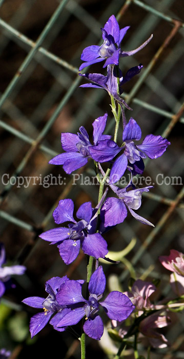 PGC-A-Consolida-orientalis-aka-Rocket-Larkspur-4