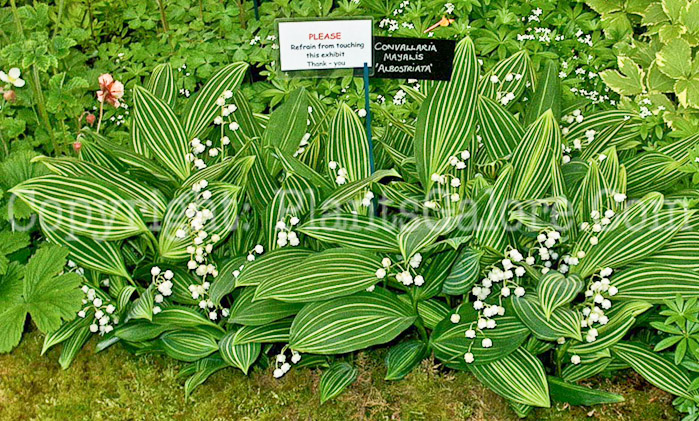 PGC-P-Convallaria-majalis-Albostriata-aka-Lily-of-the-Valley-1-12