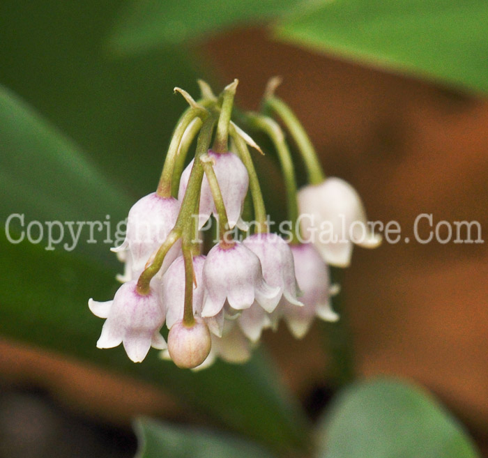 PGC-P-Convallaria-majalis-aka-Lily-of-the-Valley-flower-1