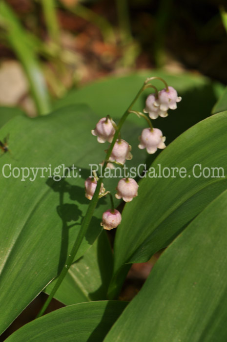 PGC-P-Convallaria-majalis-aka-Lily-of-the-Valley-flower-2