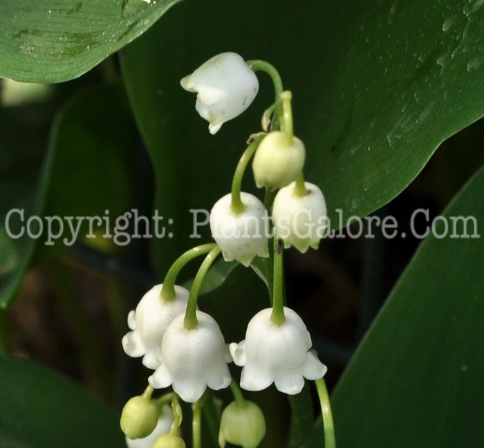 PGC-P-Convallaria-majalis-aka-Lily-of-the-Valley-flower-4