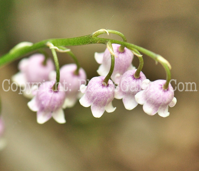PGC-P-Convallaria-majalis-aka-Lily-of-the-Valley-flower-5