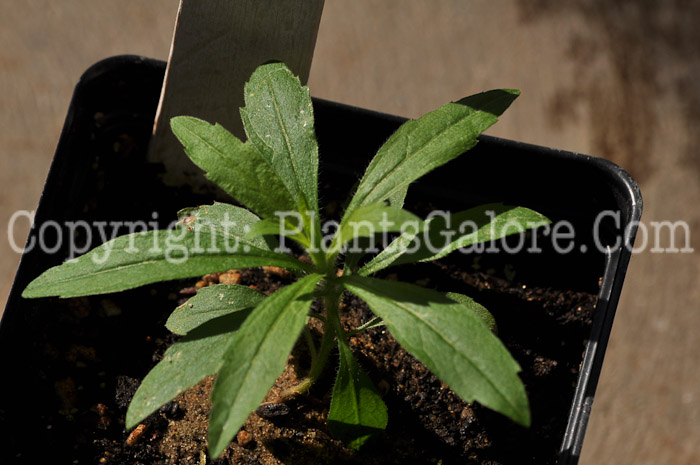 PGC-P-Conyza-canadensis-aka-Canadian-Horseweed-2
