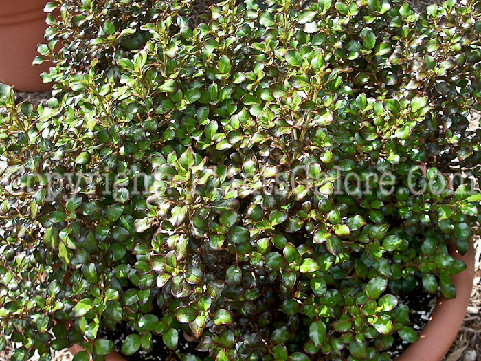 PGC-A-Coprosma-Karo-Red-2010-001