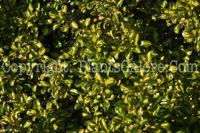 PGC-A-Coprosma-Lemon-Lime-2010-001