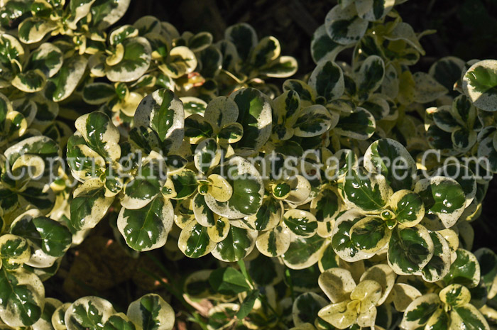 PGC-A-Coprosma-Marble-Queen-2010-002