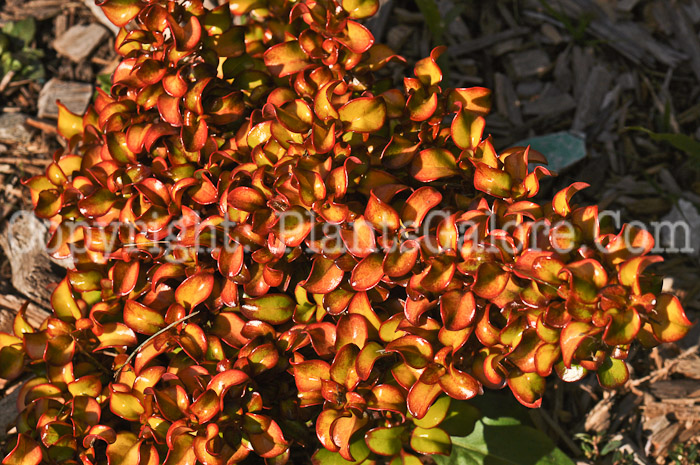 PGC-A-Coprosma-Pina-Colada-2010-001