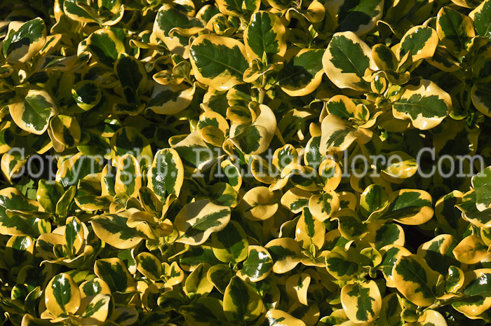 PGC-A-Coprosma-Taupata-2010-002