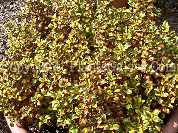 PGC-A-Coprosma-Tequila-Sunrise-2010-001