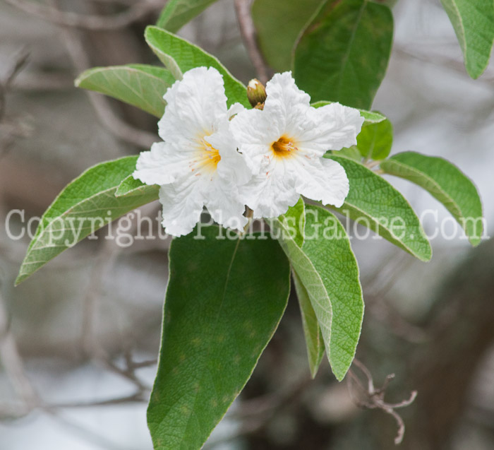 PGC-T-Cordia-boissieri-aka-White-Geiger-Tree-flower-1