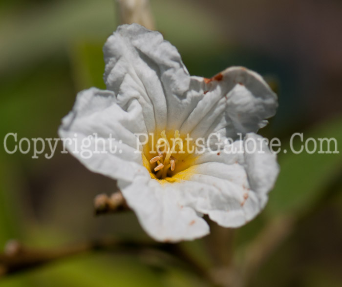 PGC-T-Cordia-boissieri-aka-White-Geiger-Tree-flower-2