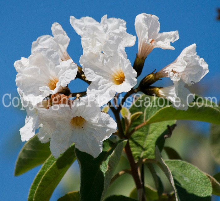 PGC-T-Cordia-boissieri-aka-White-Geiger-Tree-flower-4