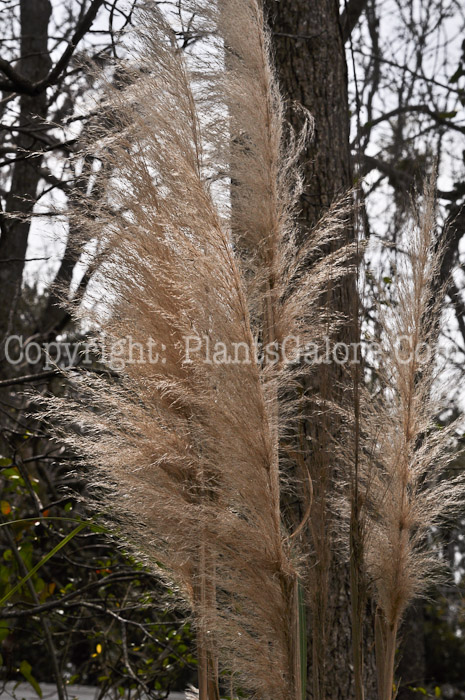 PGC-G-Cortaderia-selloana-aka-Pampas-Grass-0