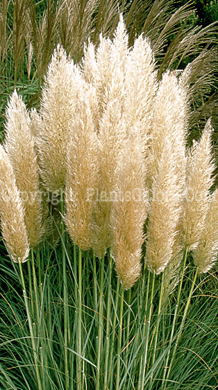 PGC-G-Cortaderia-selloana-aka-Pampas-Grass-1-1