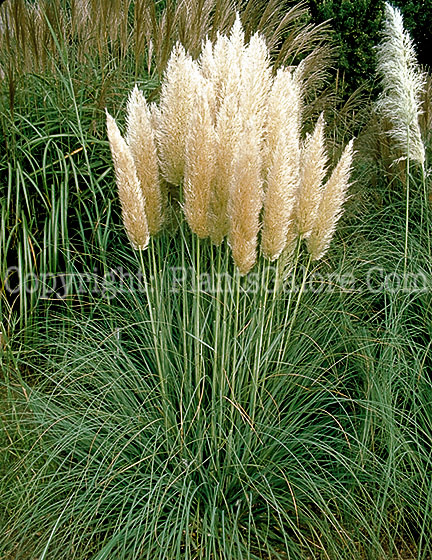 PGC-G-Cortaderia-selloana-aka-Pampas-Grass-1-2