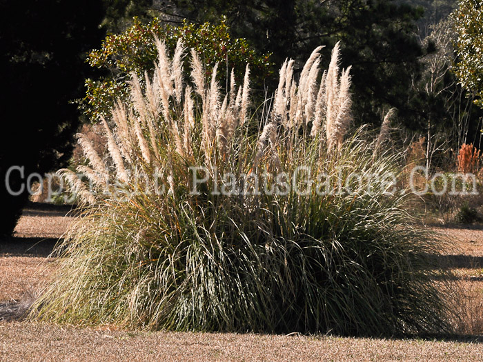 PGC-G-Cortaderia-selloana-aka-Pampas-Grass-2