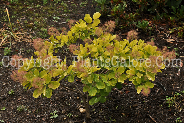 PGC-S-Cotinus-coggygria-Ancot-aka-Smokebush-2