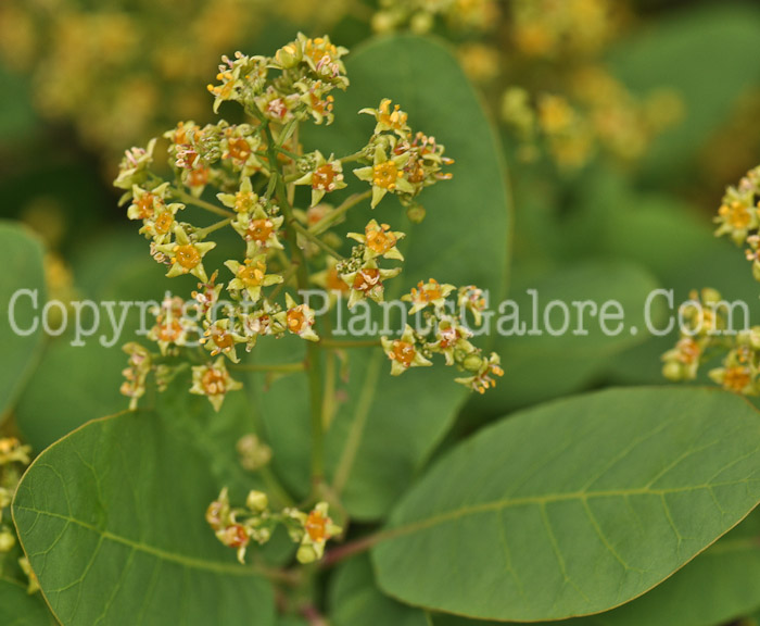 PGC-S-Cotinus-coggygria-Daydream-aka-Daydream-Smokebush-1