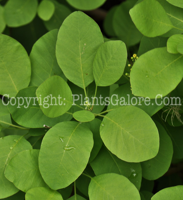 PGC-S-Cotinus-coggygria-Daydream-aka-Daydream-Smokebush-2