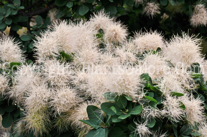 PGC-S-Cotinus-coggygria-Daydream-aka-Daydream-Smokebush-5