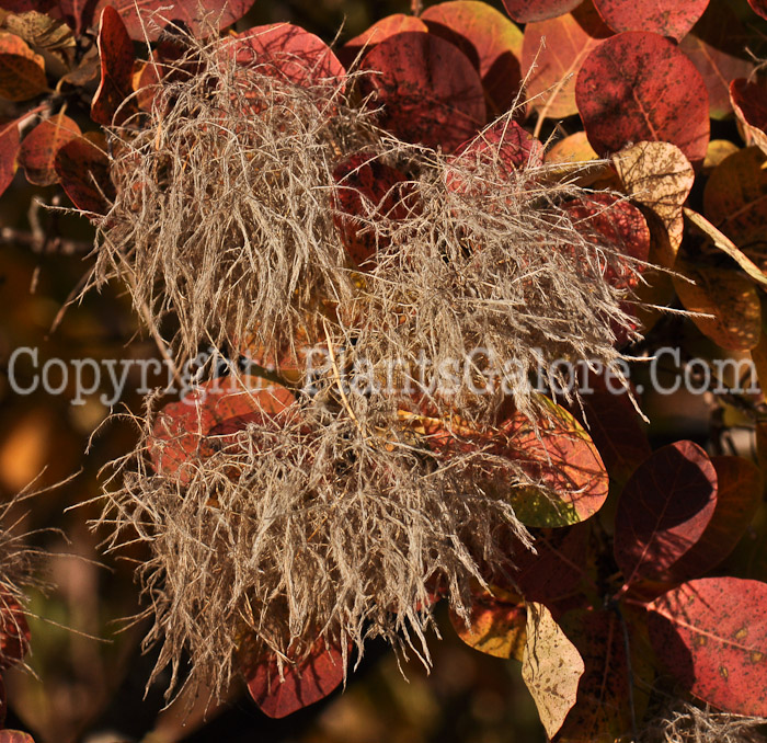 PGC-S-Cotinus-coggygria-Daydream-aka-Daydream-Smokebush-7