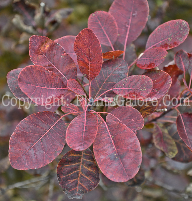 PGC-S-Cotinus-coggygria-aka-Smokebush-10