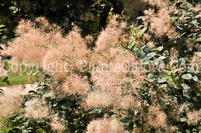 PGC-S-Cotinus-coggygria-aka-Smokebush-14