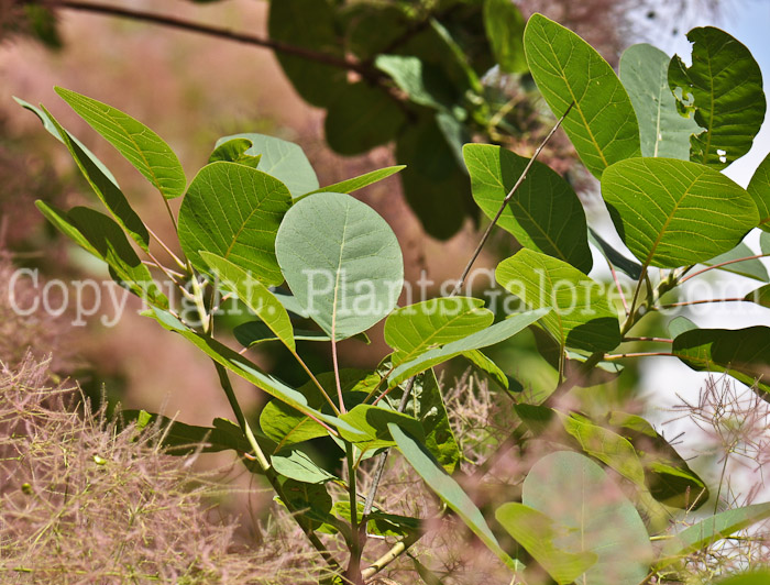 PGC-S-Cotinus-coggygria-aka-Smokebush-7