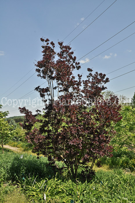 PGC-S-Cotinus-coggyria-Atropurpureum-aka-Purple-Smokebush-1