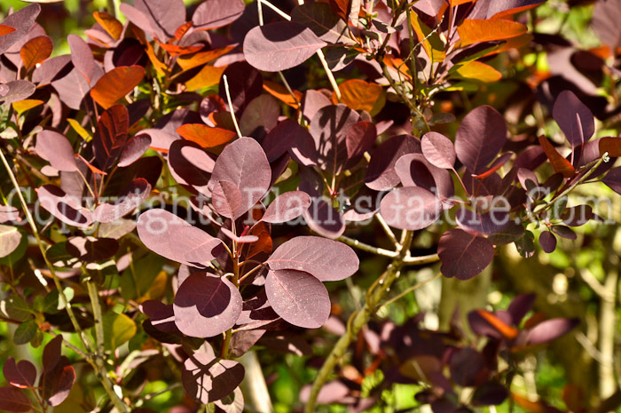 PGC-S-Cotinus-coggyria-Atropurpureum-aka-Purple-Smokebush-2