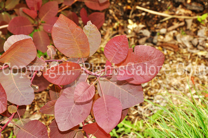 PGC-S-Cotinus-coggyria-Grace-aka-Purple-Smokebush-1