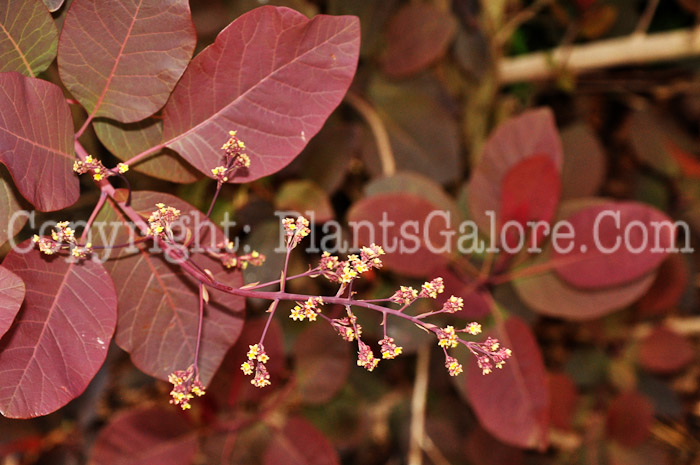 PGC-S-Cotinus-coggyria-Grace-aka-Purple-Smokebush-2