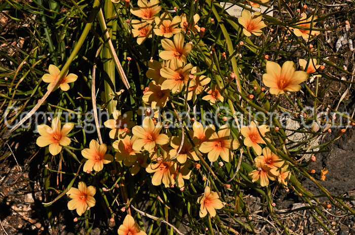 PGC-P-Cotula-turbinata-aka-Funnel-Weed-1