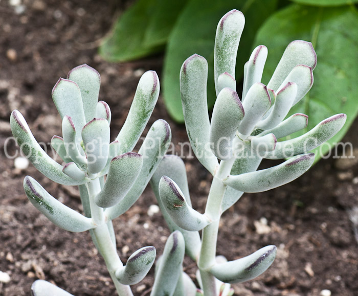 PGC-P-Cotyledon-orbiculata-Happy-Young-Lady-aka-Pigs-Ear-Navelwort-0714-1