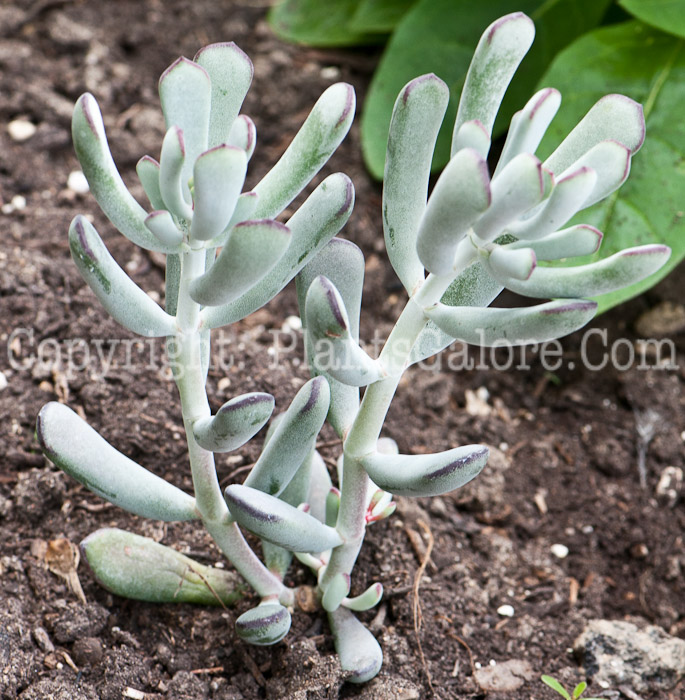 PGC-P-Cotyledon-orbiculata-Happy-Young-Lady-aka-Pigs-Ear-Navelwort-0714-2