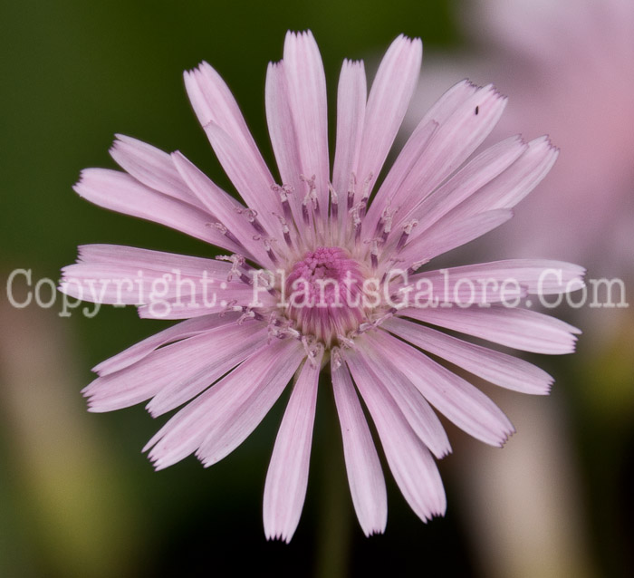 PGC-A-Crepis-rubra-aka-Red-Hawksbeard-0714-3