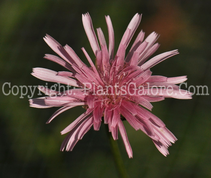 PGC-P-Crepis-rubra-aka-Red-Hawksbeard-2