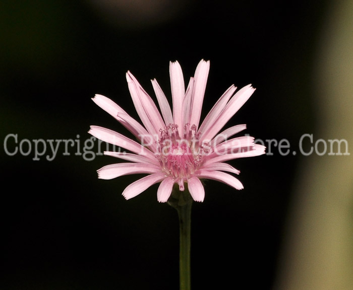 PGC-P-Crepis-rubra-aka-Red-Hawksbeard-3-1