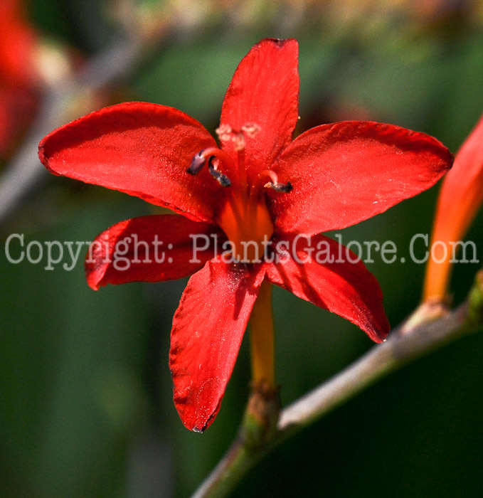 PGC-P-Crocosmia-Lucifer-aka-Montbretia-10