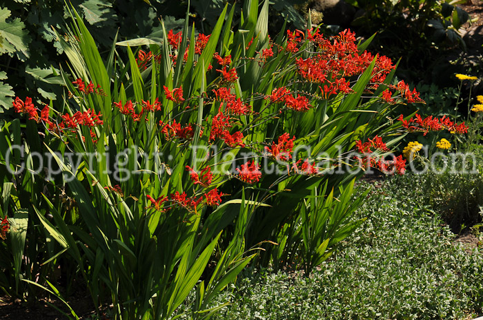 PGC-P-Crocosmia-Lucifer-aka-Montbretia-3