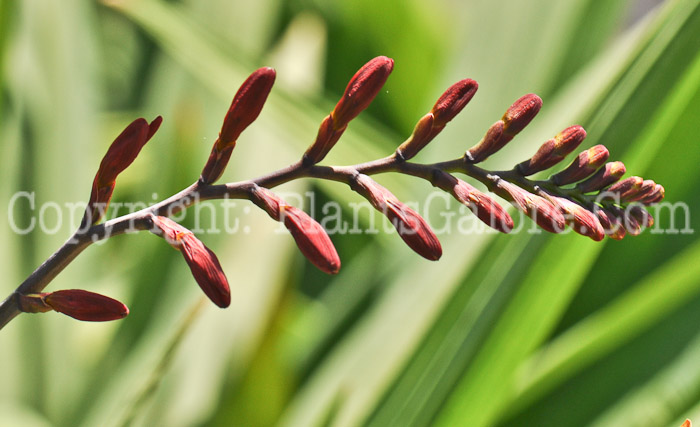 PGC-P-Crocosmia-Lucifer-aka-Montbretia-5