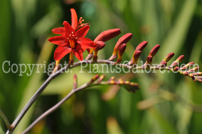 PGC-P-Crocosmia-Lucifer-aka-Montbretia-6