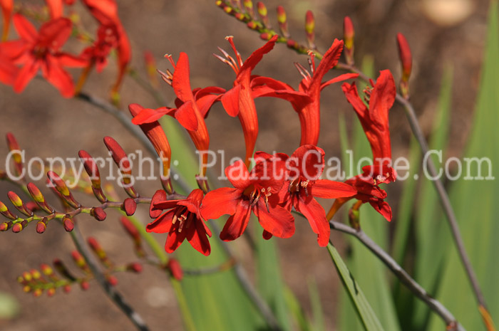 PGC-P-Crocosmia-Lucifer-aka-Montbretia-7