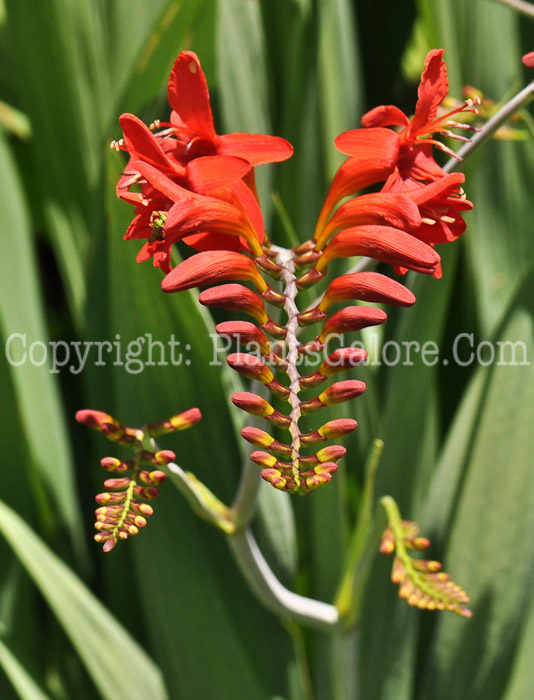 PGC-P-Crocosmia-Lucifer-aka-Montbretia-8