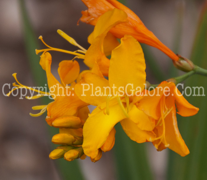 PGC-P-Crocosmia-Walburton-Yellow-0714-1