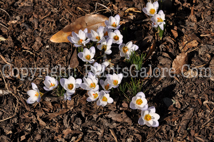 PGC-B-Crocus-chrysanthus-Blue-Pearl-1