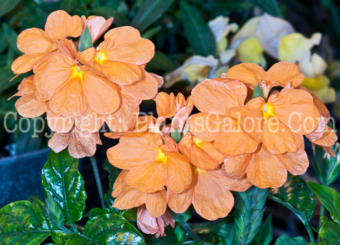 PGC-A-Crossandra-Orange-Marmalade-0514j-1