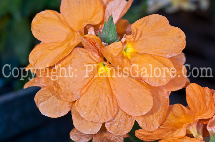 PGC-A-Crossandra-Orange-Marmalade-0514j-2